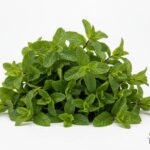 WhatsApp Image 2026 02 08 at 1.21.49 AM