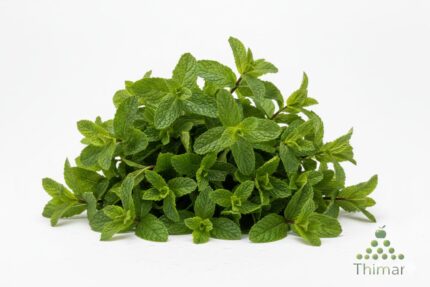 WhatsApp Image 2026 02 08 at 1.21.49 AM