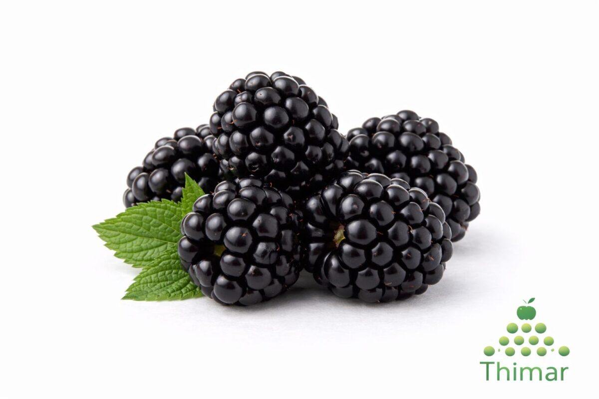 WhatsApp Image 2026 02 08 at 12.48.34 AM